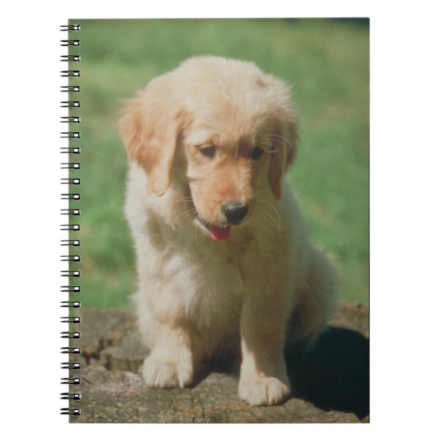 Golden Retriever Puppy Notebook (Front)