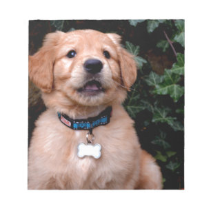 Golden Retriever Puppy Notepad