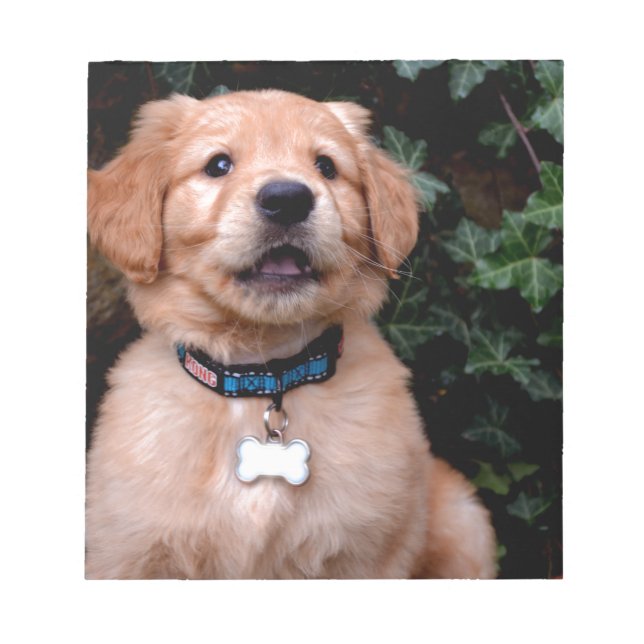 Golden Retriever Puppy Notepad (Front)
