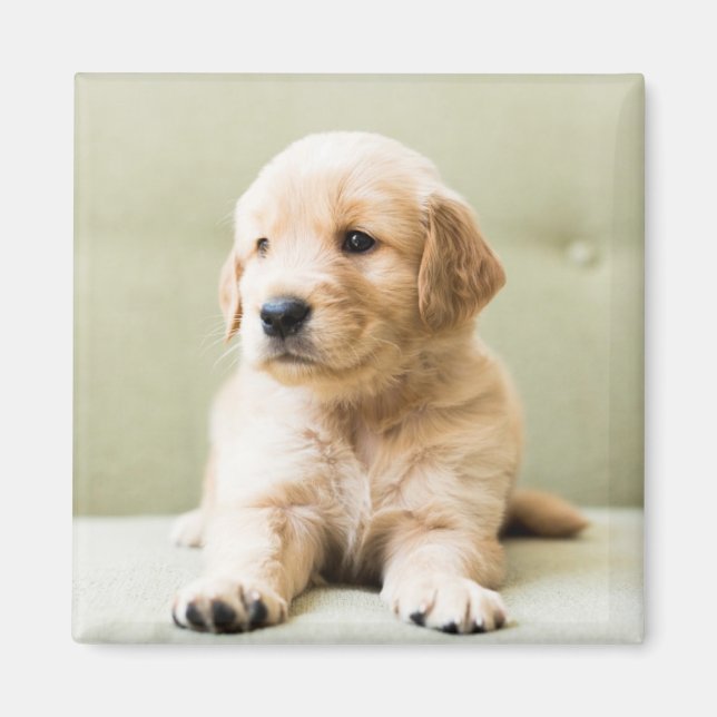 Golden Retriever Puppy on Couch Magnet (Front)