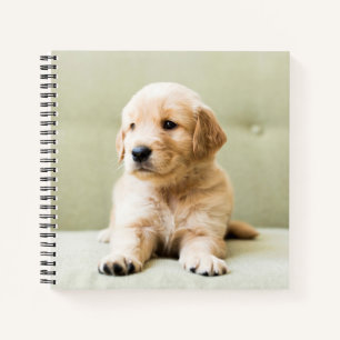 Golden Retriever Puppy on Couch Notebook