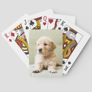 Golden Retriever Puppy on Couch Playing Cards