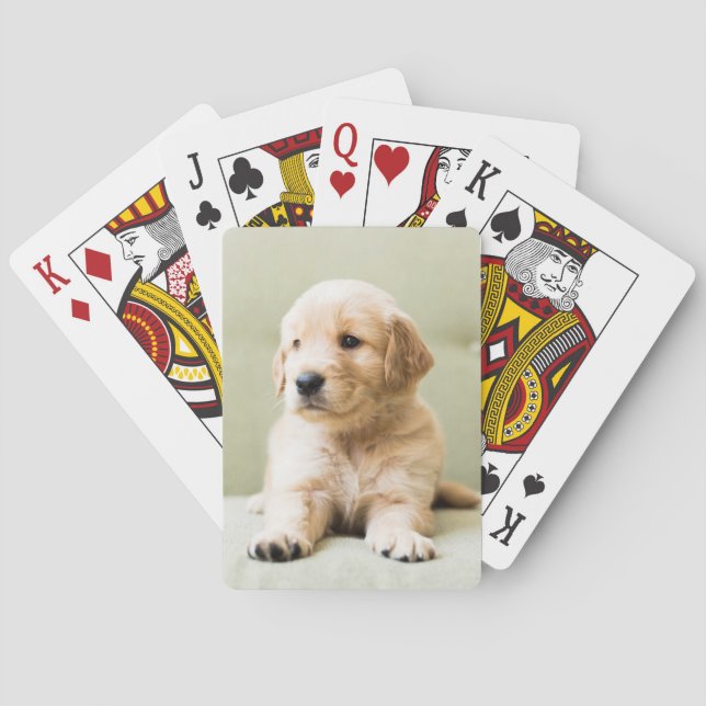 Golden Retriever Puppy on Couch Playing Cards (Back)
