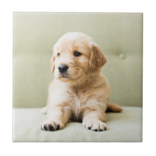 Golden Retriever Puppy on Couch Tile