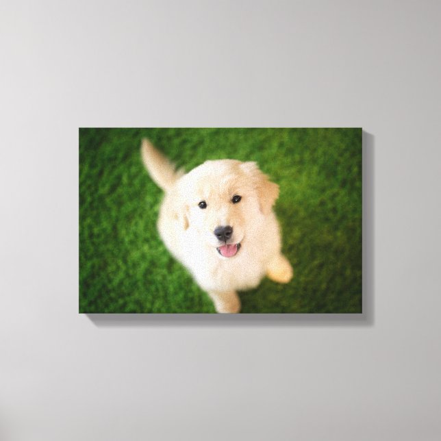 Golden Retriever Puppy on Grass Canvas Print (Front)