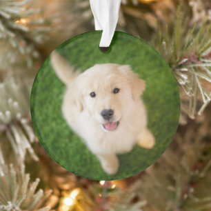 Golden Retriever Puppy on Grass Ornament