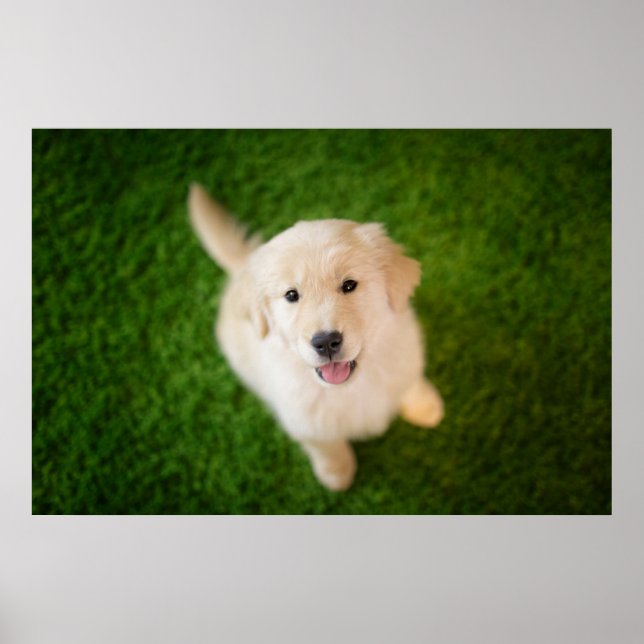 Golden Retriever Puppy on Grass Poster (Front)