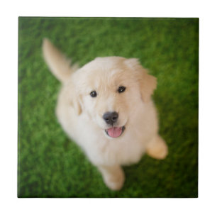 Golden Retriever Puppy on Grass Tile