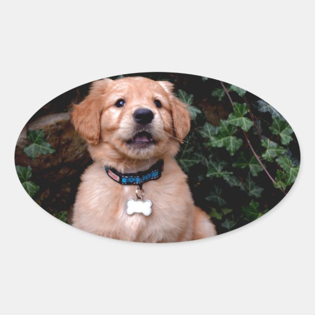 Golden Retriever Puppy Oval Sticker (Front)