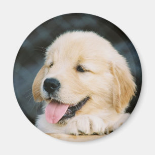 Golden Retriever Puppy Photo Magnet
