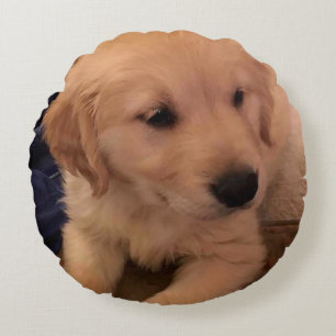 Golden Retriever Puppy Pillow