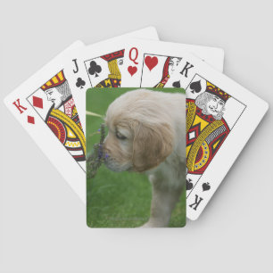 Golden Retriever Puppy Playing Cards