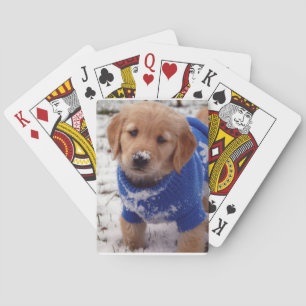 Golden Retriever Puppy Playing Cards