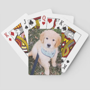 Golden Retriever Puppy Playing Cards