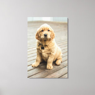 Golden Retriever Puppy Portrait Canvas Print
