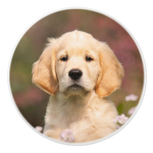 Golden Retriever puppy portrait Ceramic Knob
