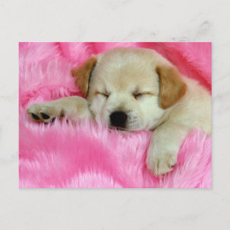 Golden Retriever Puppy Postcard