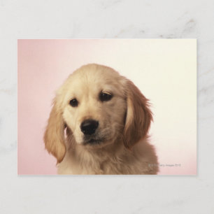 Golden Retriever Puppy Postcard