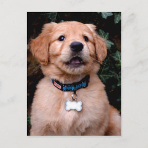 Golden Retriever Puppy Postcard