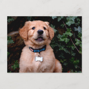 Golden Retriever Puppy Postcard