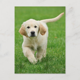 Golden retriever puppy postcard