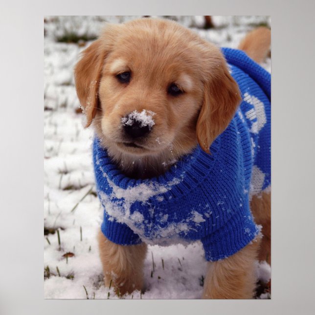 Golden Retriever Puppy Poster (Front)