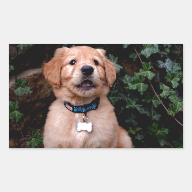 Golden Retriever Puppy Rectangular Sticker (Front)