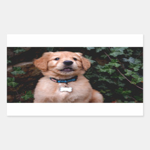Golden Retriever Puppy Rectangular Sticker