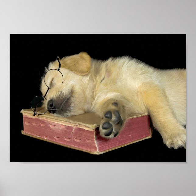 golden retriever puppy sleeping on book poster (Front)