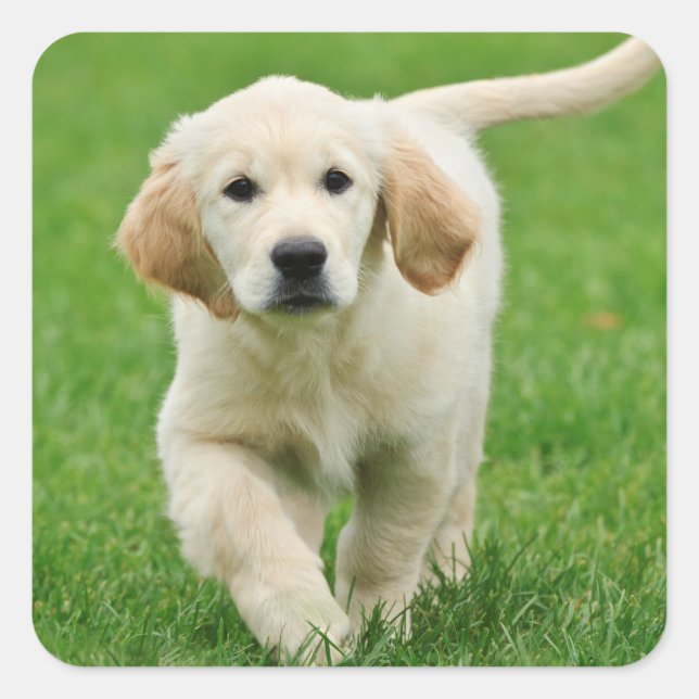 Golden retriever puppy square sticker (Front)