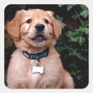 Golden Retriever Puppy Square Sticker