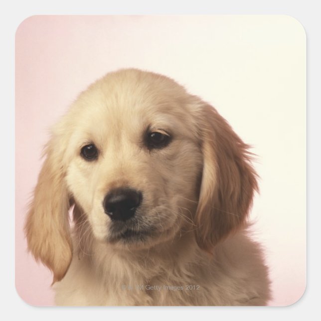 Golden retriever puppy square sticker (Front)