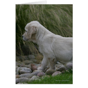 Golden Retriever Puppy Standing