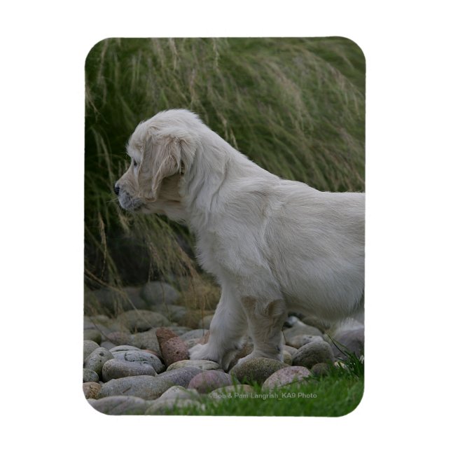 Golden Retriever Puppy Standing Magnet (Vertical)