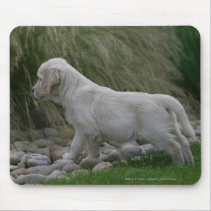 Golden Retriever Puppy Standing Mouse Mat