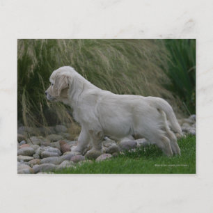 Golden Retriever Puppy Standing Postcard