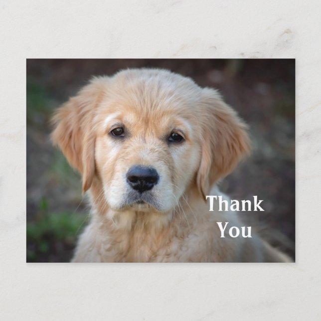 Golden Retriever Puppy Thank You Postcard (Front)