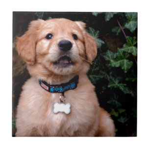 Golden Retriever Puppy Tile