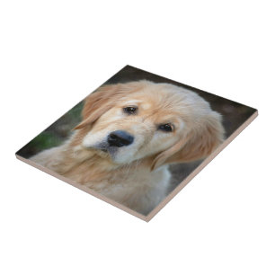 Golden Retriever Puppy Tile