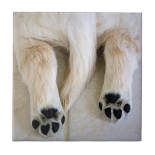 Golden Retriever Puppy Toes Tile