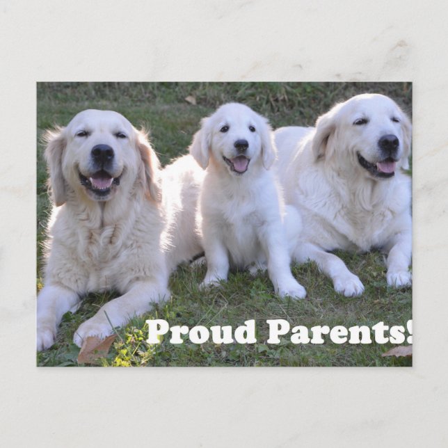 Golden Retriever Puppy with Proud Parents Postcard (Front)