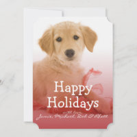 Golden Retriever puppy with ribbon