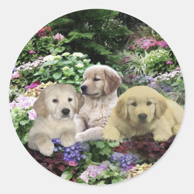 Golden Retriever Pups In Garden Sticker (Front)