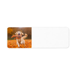 Golden Retriever Return address labels 
