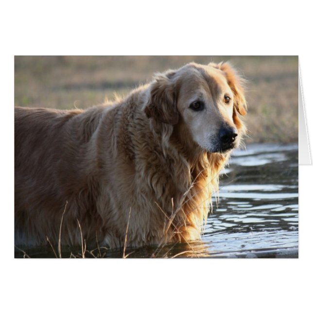 Golden Retriever (Rowdy) standing in water (Front Horizontal)