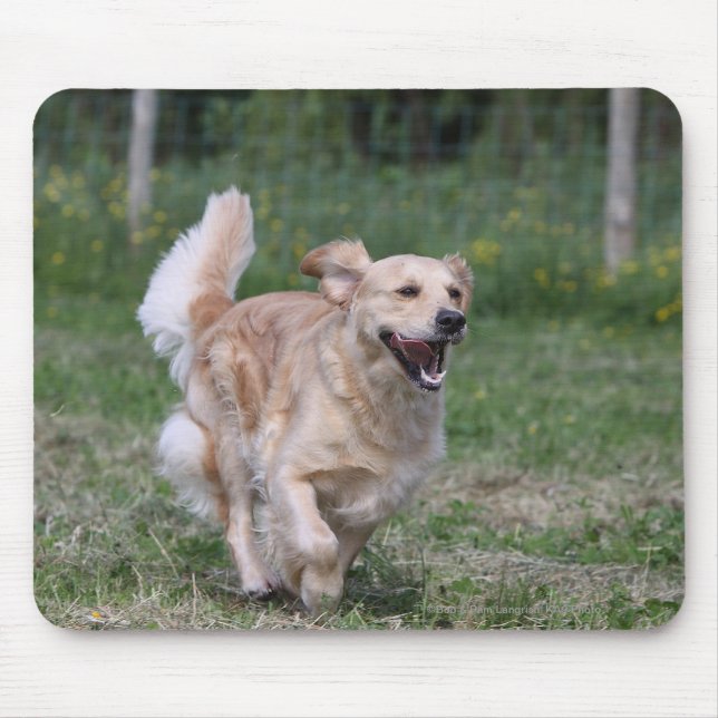 Golden Retriever Running 1 Mouse Mat (Front)