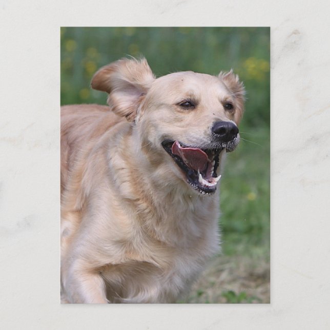 Golden Retriever Running 1 Postcard (Front)