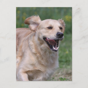 Golden Retriever Running 1 Postcard