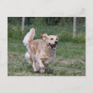 Golden Retriever Running 1 Postcard