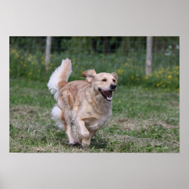 Golden Retriever Running 1 Poster (Front)